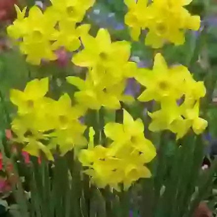 Triandrus Narcissi